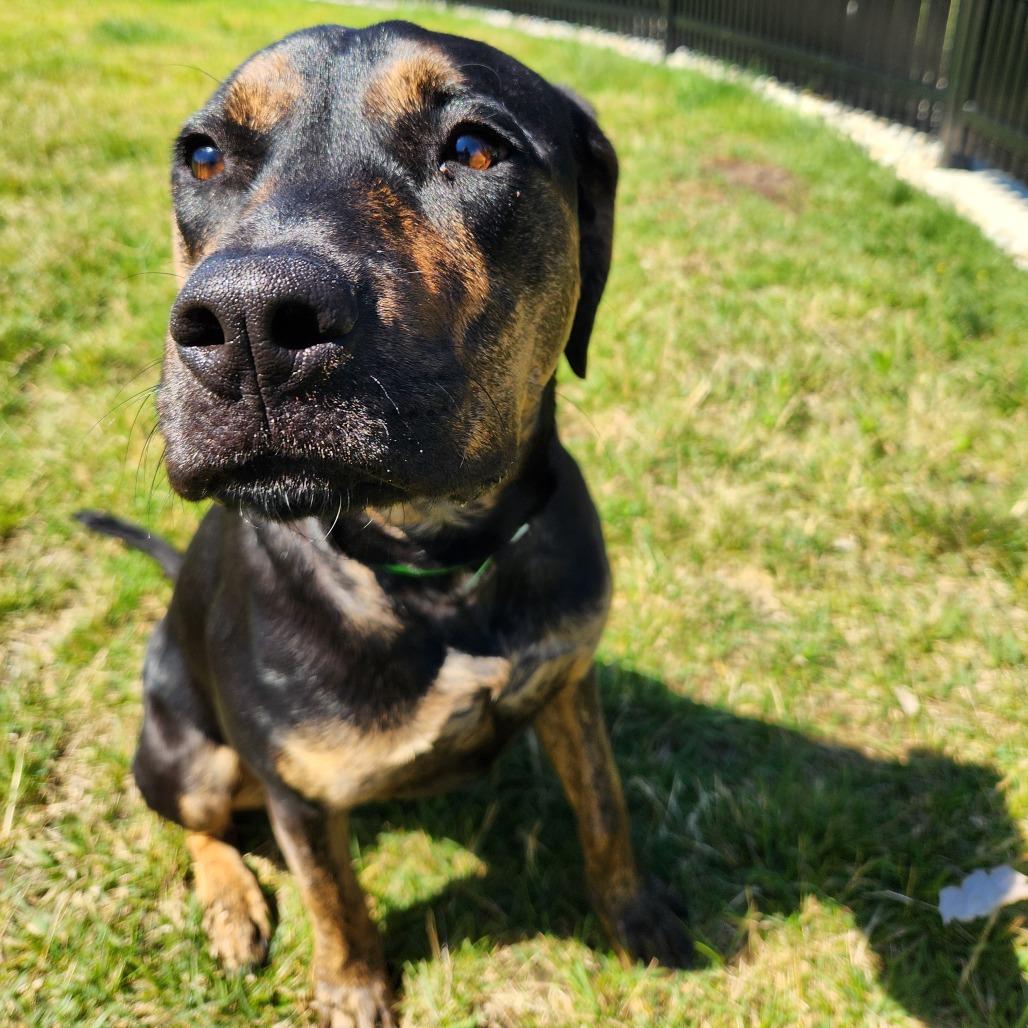 Rumi, a Adoptable Boxer in Fort Wayne, IN image 6/6