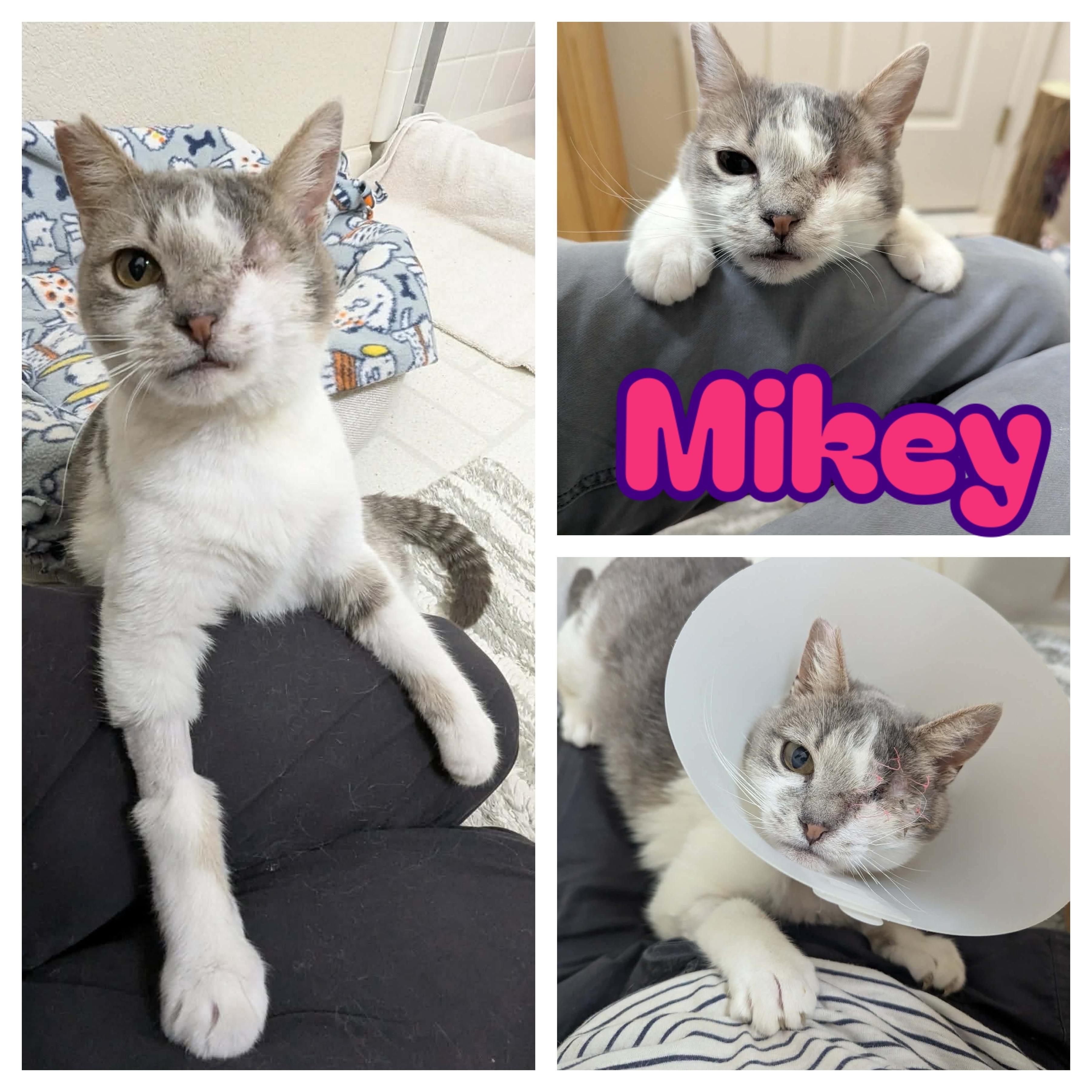 Mikey, ADOPTABLE, Kitten Female Domestic Short Hair.