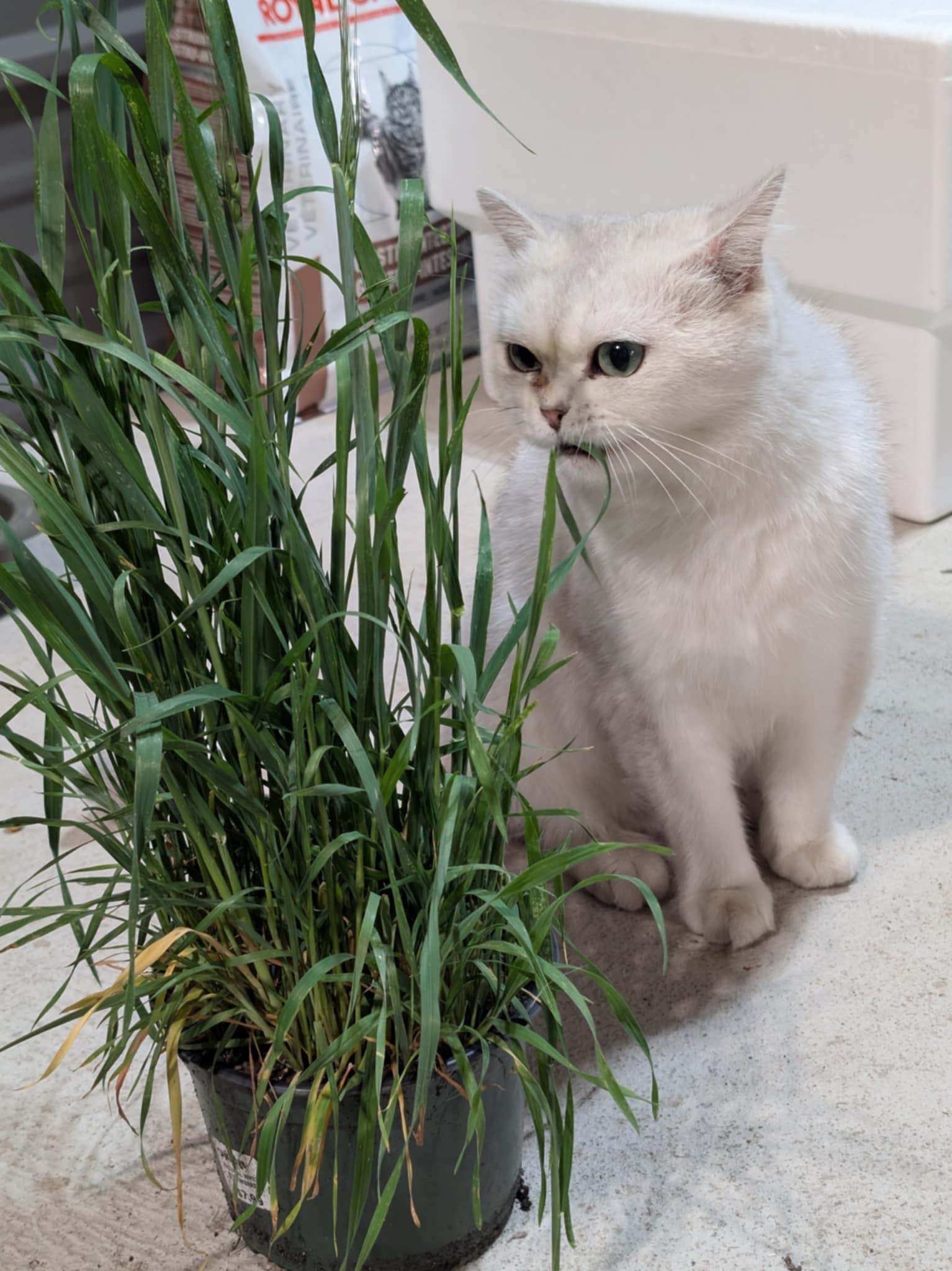 Suri, an adoptable British Shorthair in Winnipeg, MB, R2W 2B3 | Photo Image 4