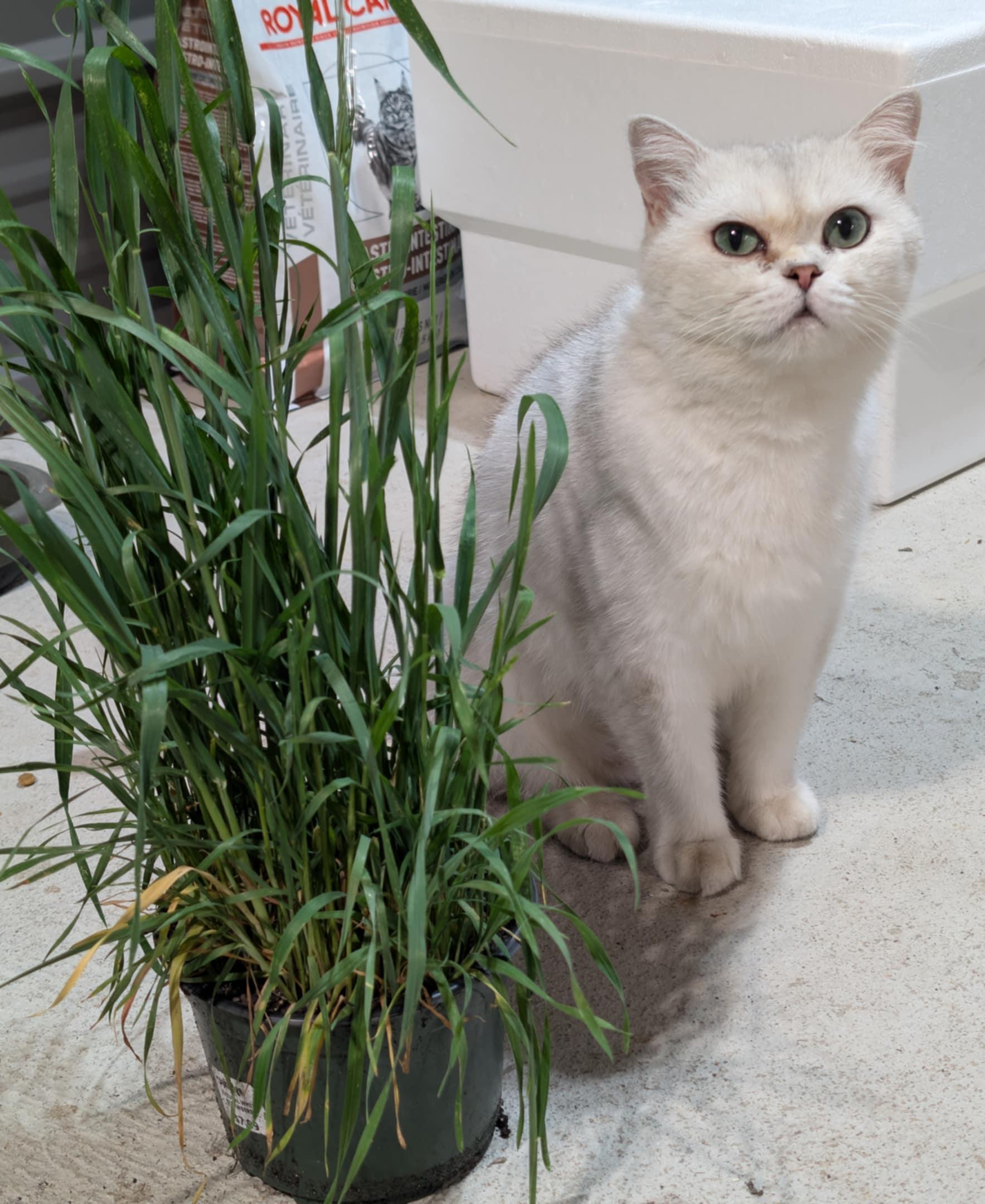 Suri, an adoptable British Shorthair in Winnipeg, MB, R2W 2B3 | Photo Image 3
