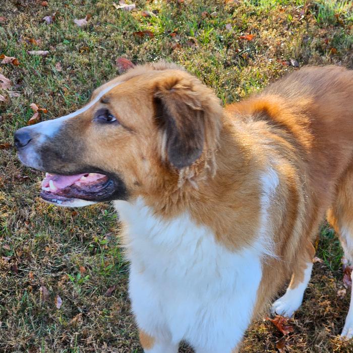 Enlarge Dean #7389, a Adoptable mixed breed in Louisville, KY image 3/6