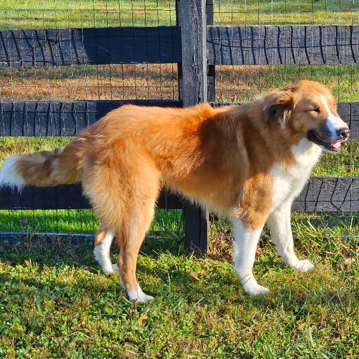 Enlarge Dean #7389, a Adoptable mixed breed in Louisville, KY image 4/6