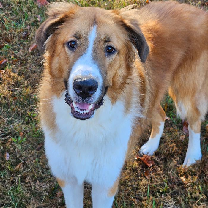 Enlarge Dean #7389, a Adoptable mixed breed in Louisville, KY image 5/6