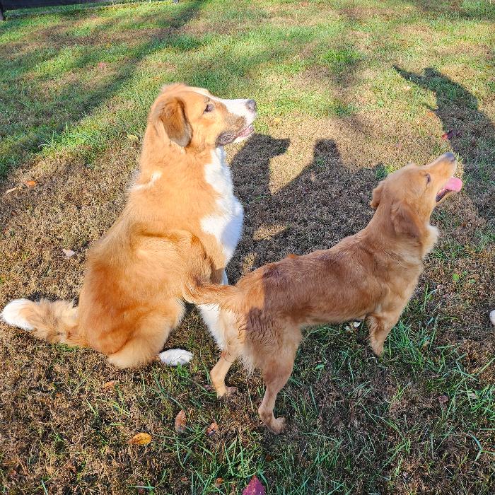 Enlarge Dean #7389, a Adoptable mixed breed in Louisville, KY image 6/6