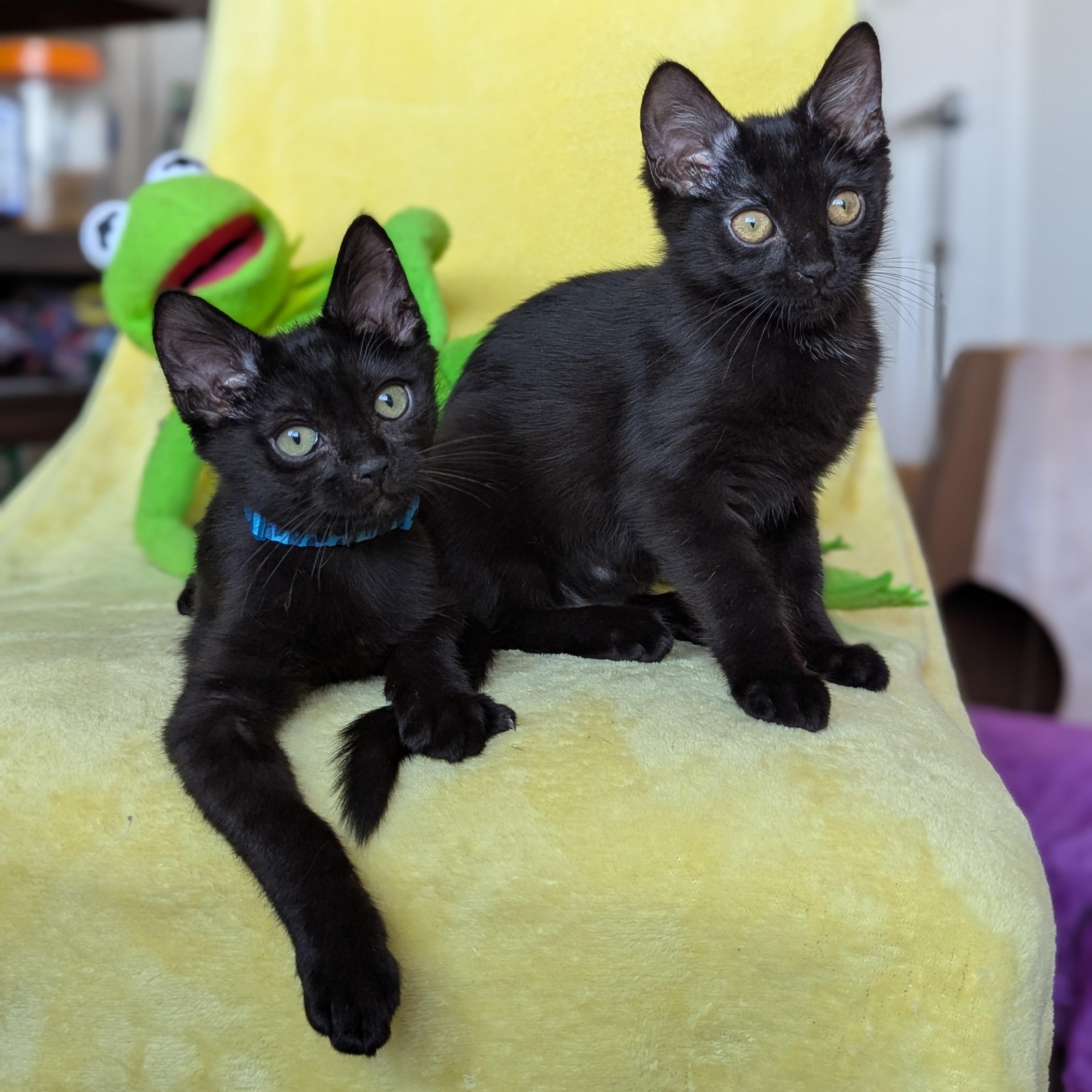 Enlarge Socrates (The tiny philosophers), an adopted mixed breed in Atlanta, GA image 6/6