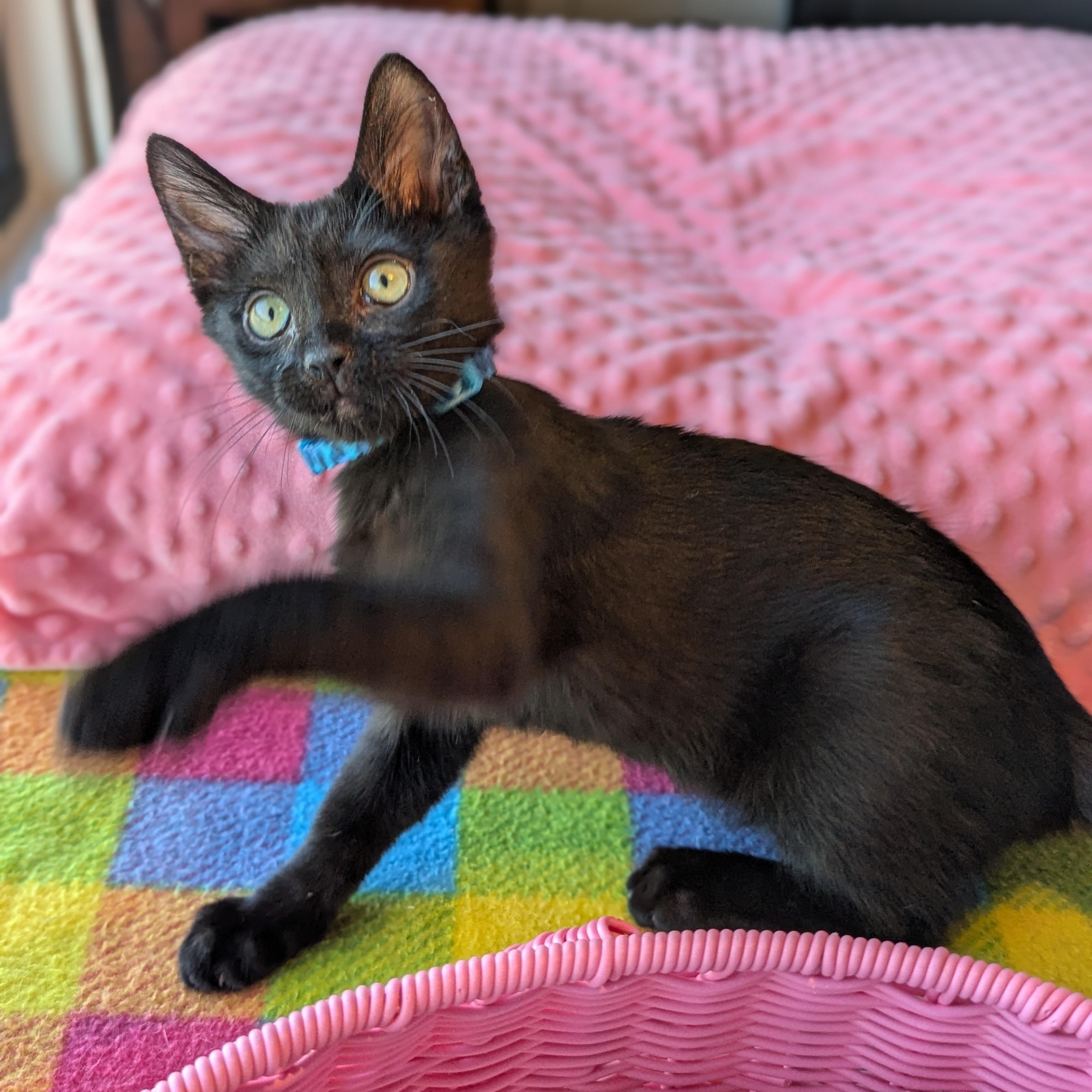 Enlarge Socrates (The tiny philosophers), an adopted mixed breed in Atlanta, GA image 3/6