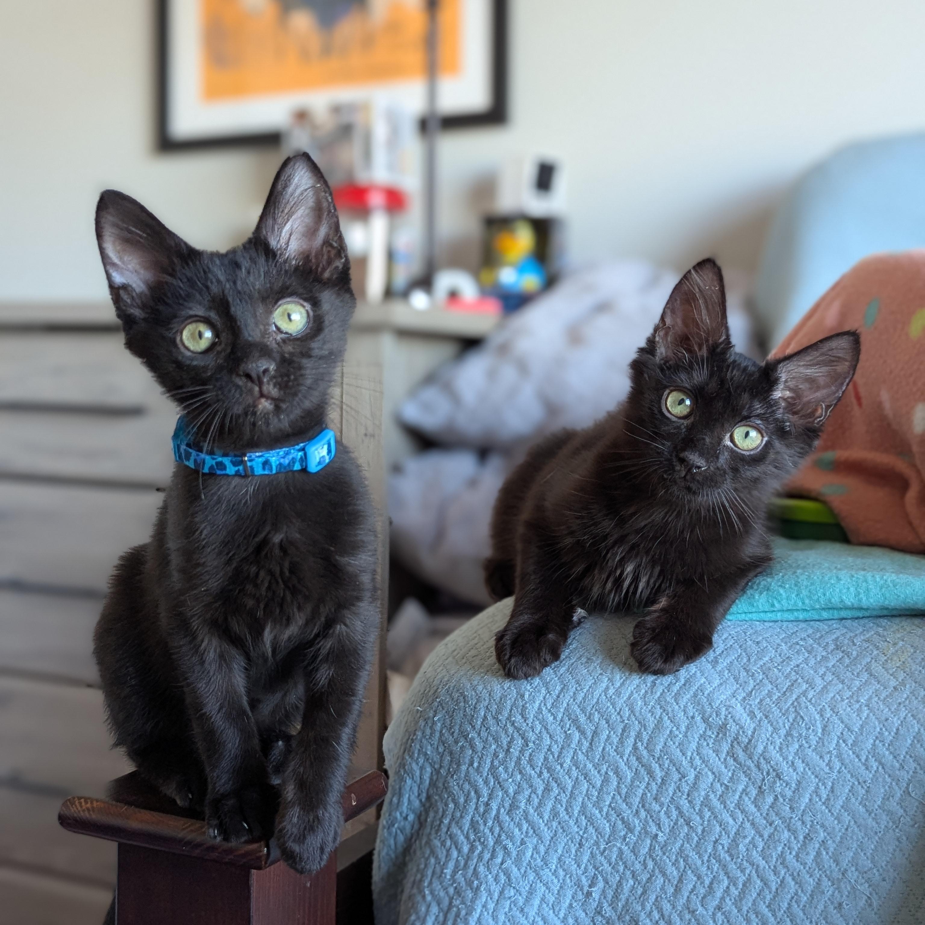 Enlarge Socrates (The tiny philosophers), an adopted mixed breed in Atlanta, GA image 5/6