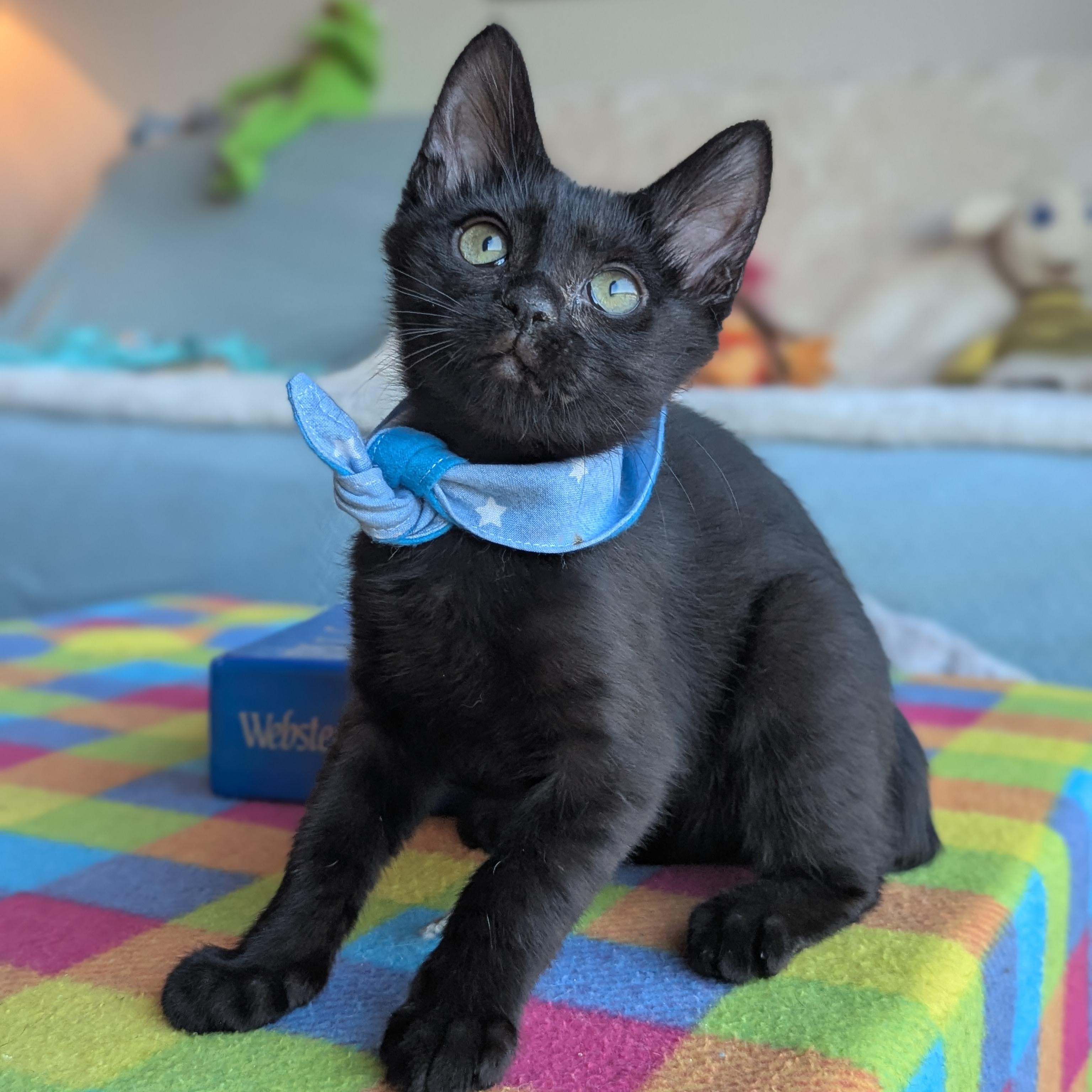 Enlarge Socrates (The tiny philosophers), an adopted mixed breed in Atlanta, GA image 2/6