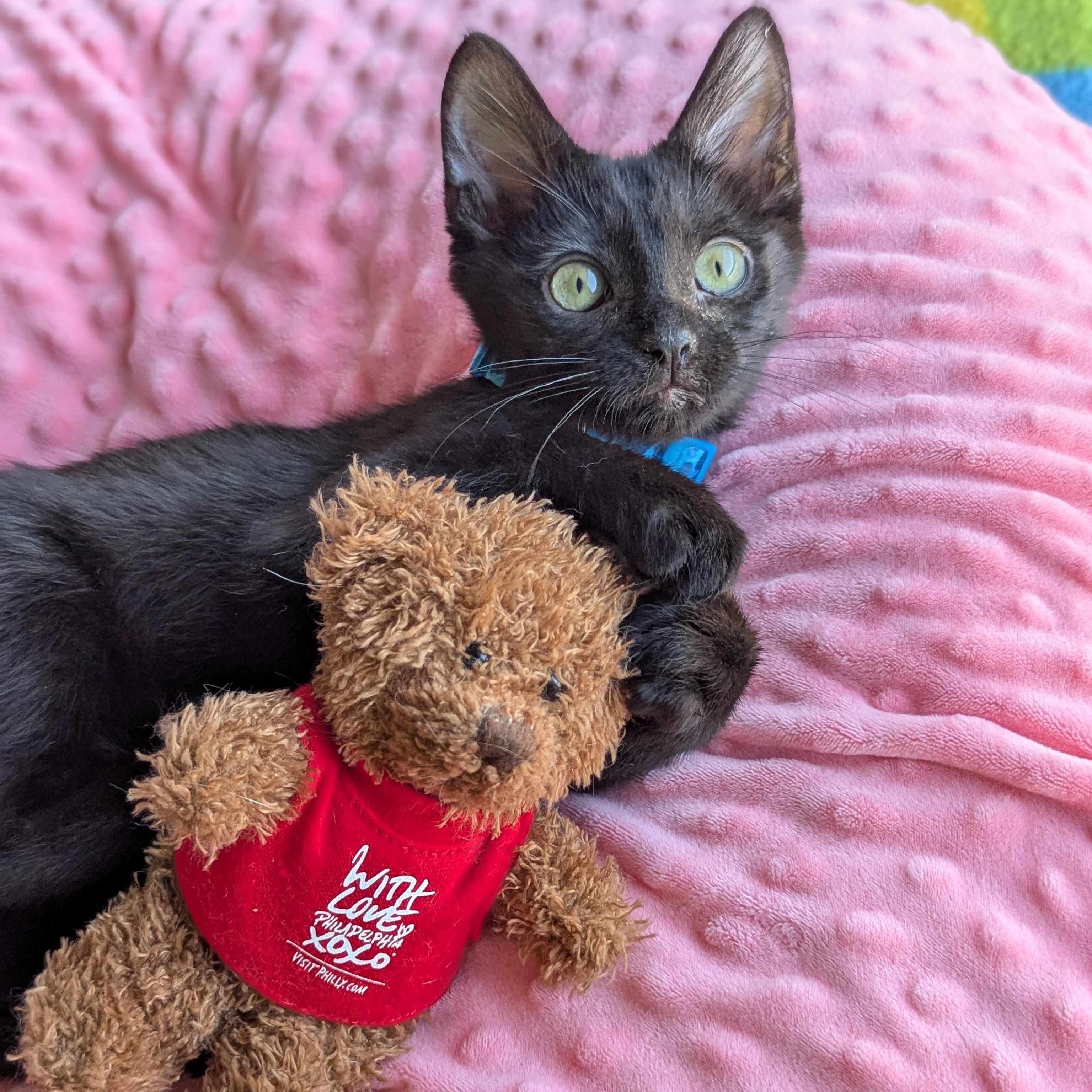 Enlarge Socrates (The tiny philosophers), an adopted mixed breed in Atlanta, GA image 1/6