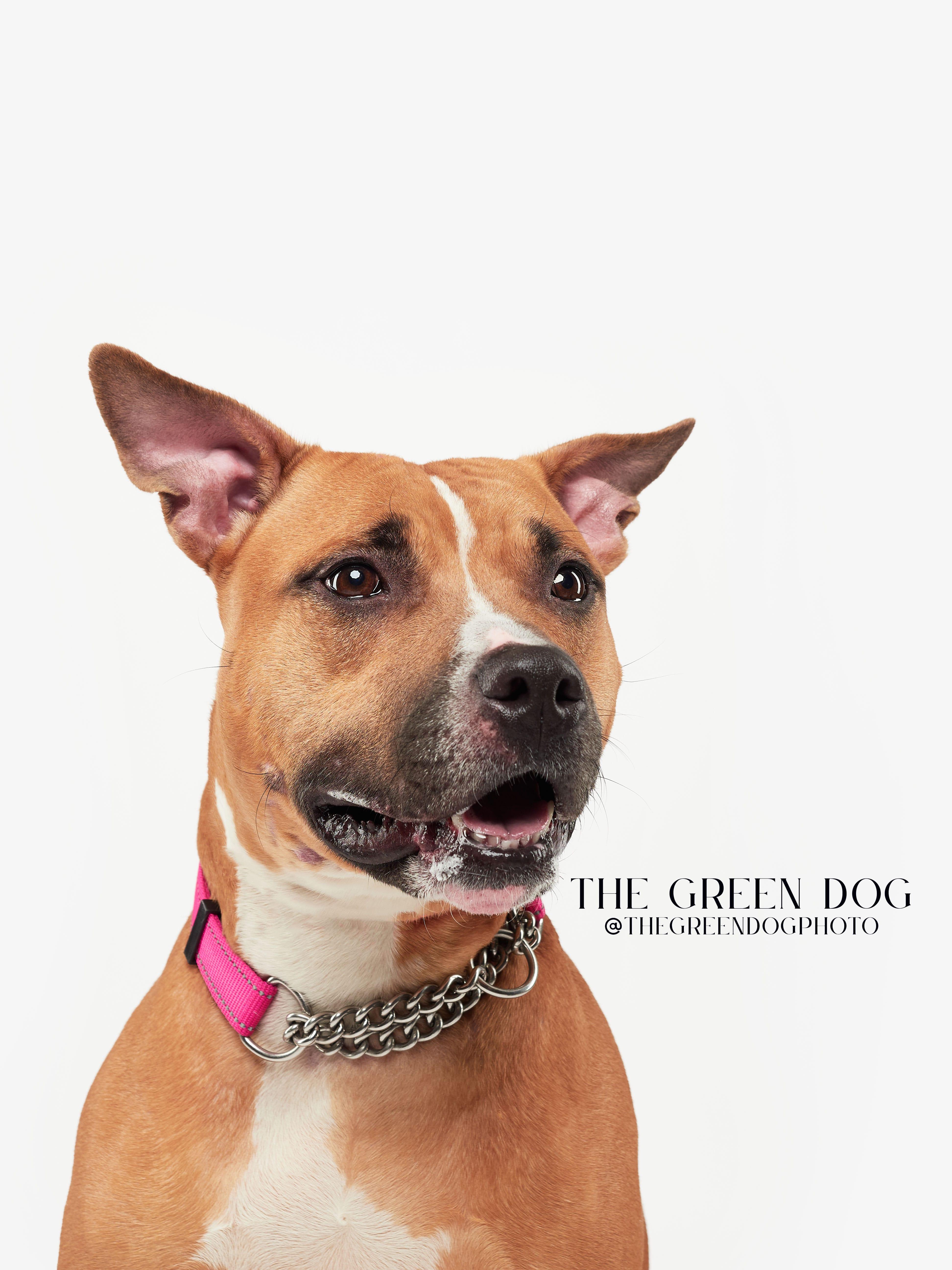 Maya, Adoptable, Adult Female Pit Bull Terrier.