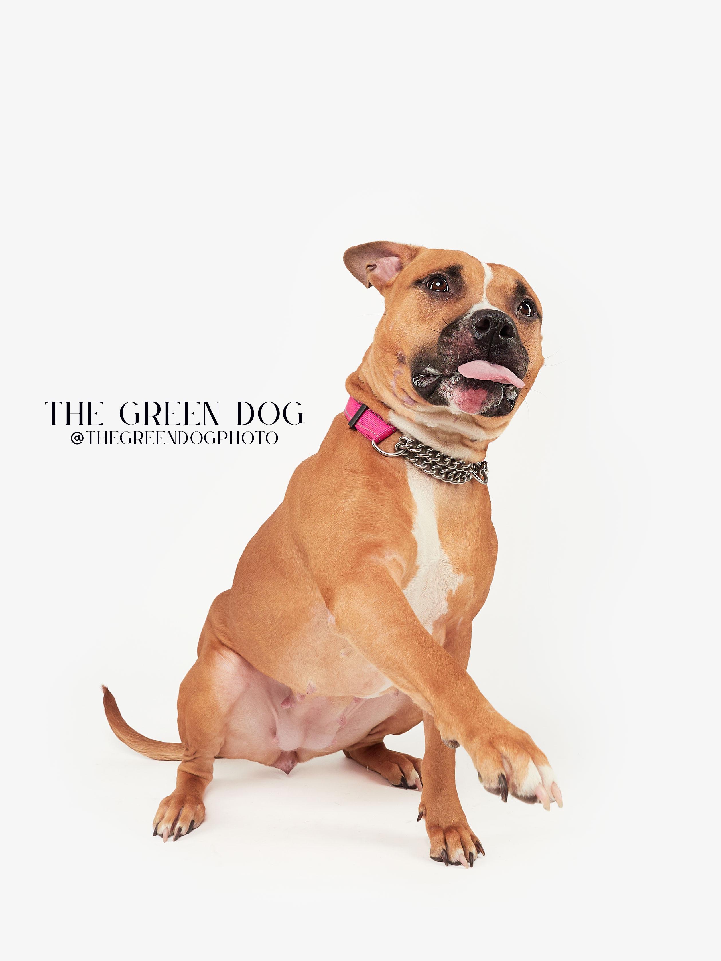 Enlarge Maya, a Adoptable mixed breed in Teterboro, NJ image 4/5