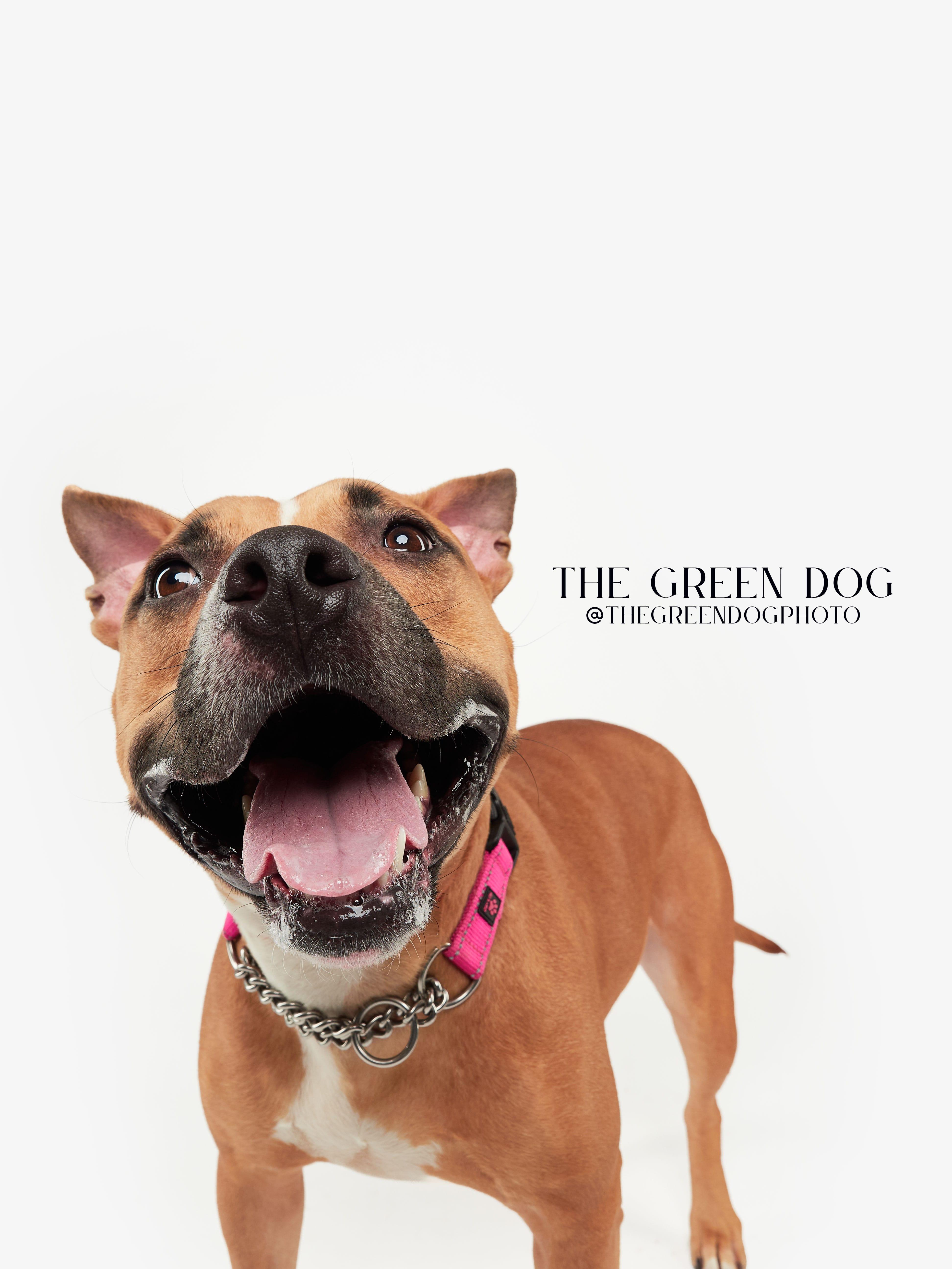 Enlarge Maya, a Adoptable mixed breed in Teterboro, NJ image 3/5