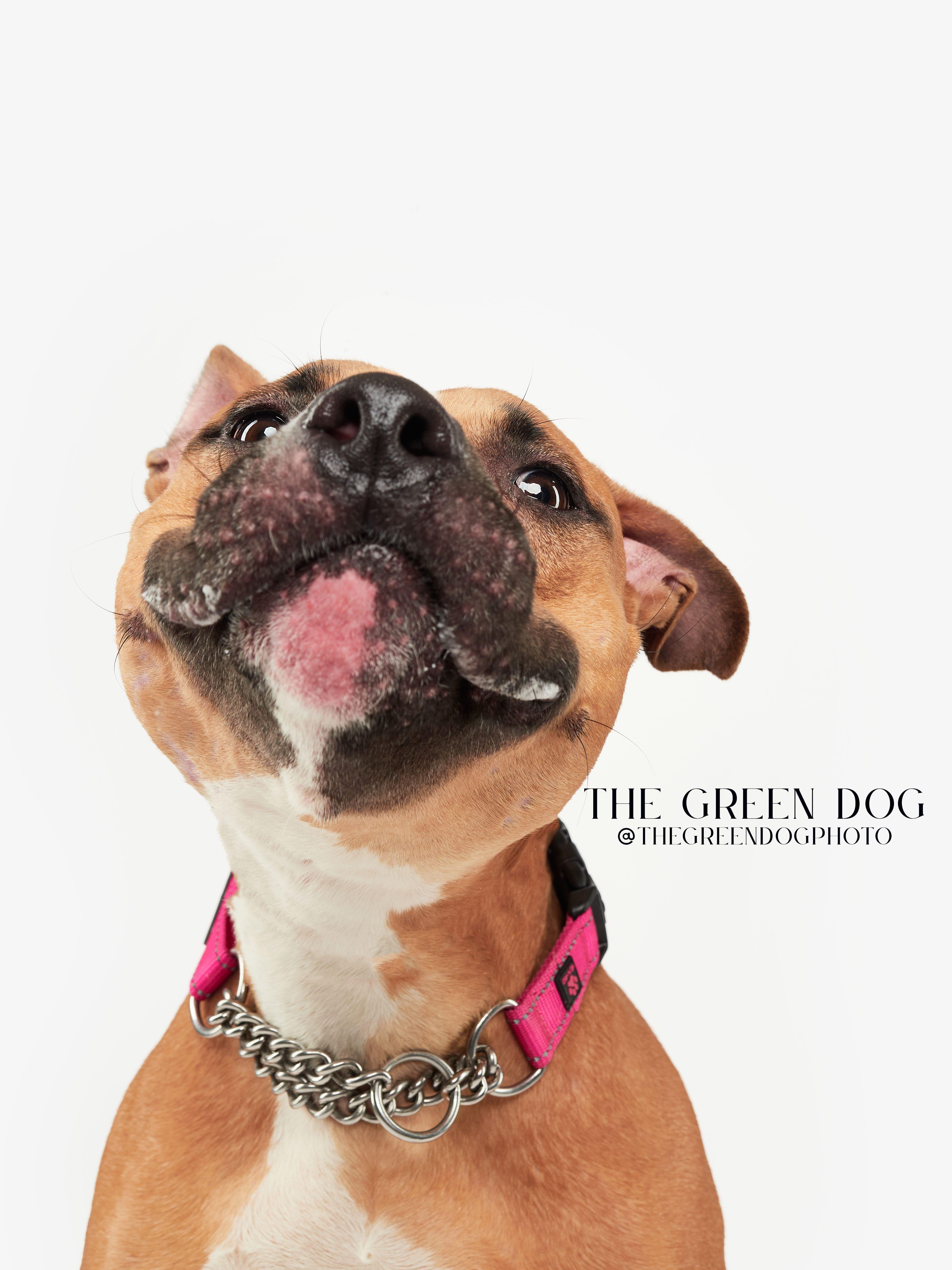 Enlarge Maya, a Adoptable mixed breed in Teterboro, NJ image 5/5