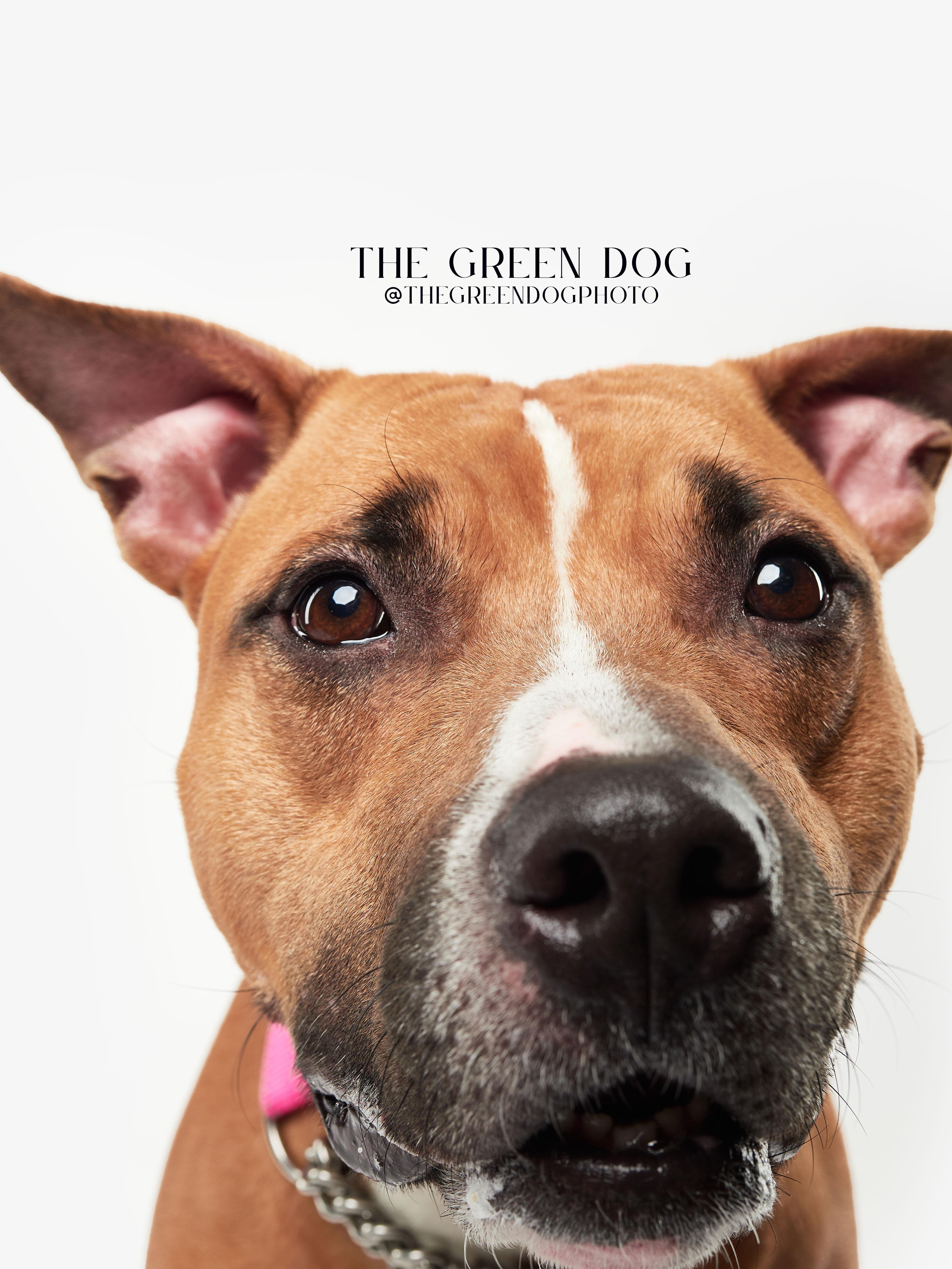 Enlarge Maya, a Adoptable mixed breed in Teterboro, NJ image 2/5