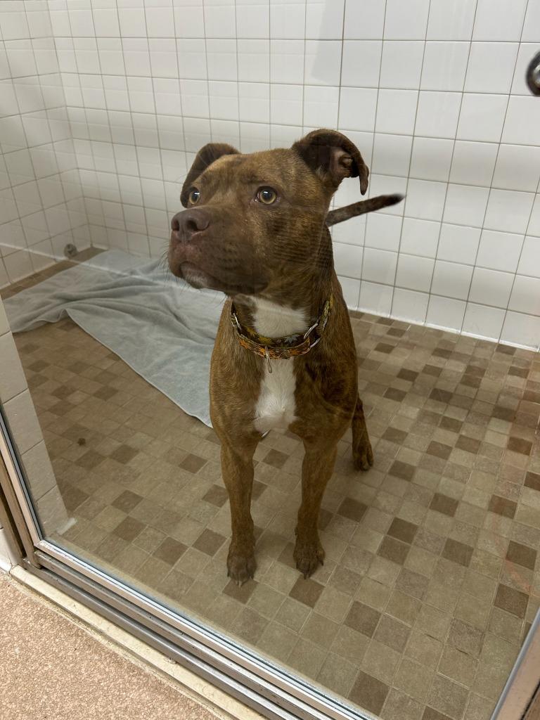 Enlarge Redford, a Adoptable Mixed Breed in Utica, MI image 1/1
