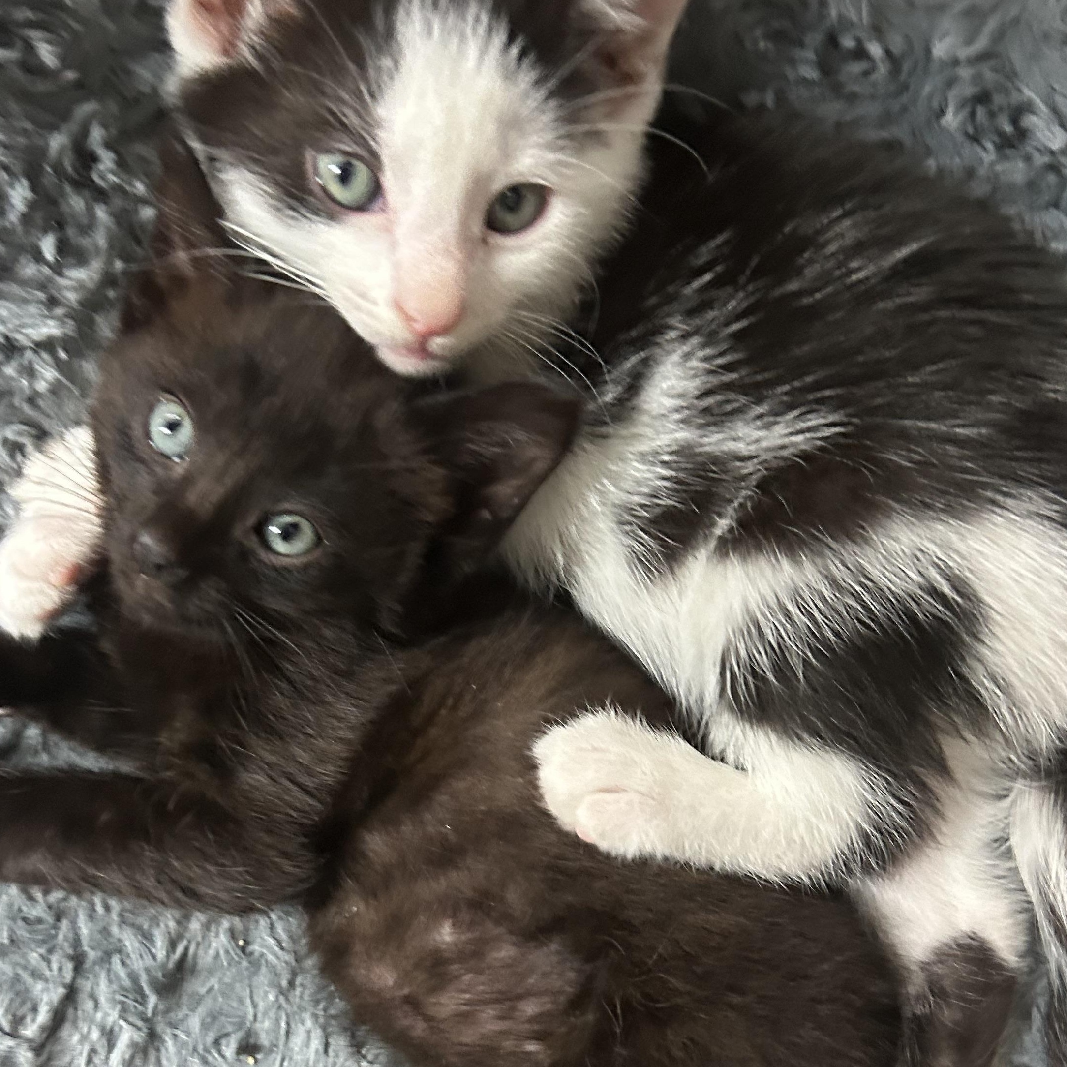 Enlarge Toulouse, a ADOPTABLE American Shorthair in Lilburn, GA image 4/4