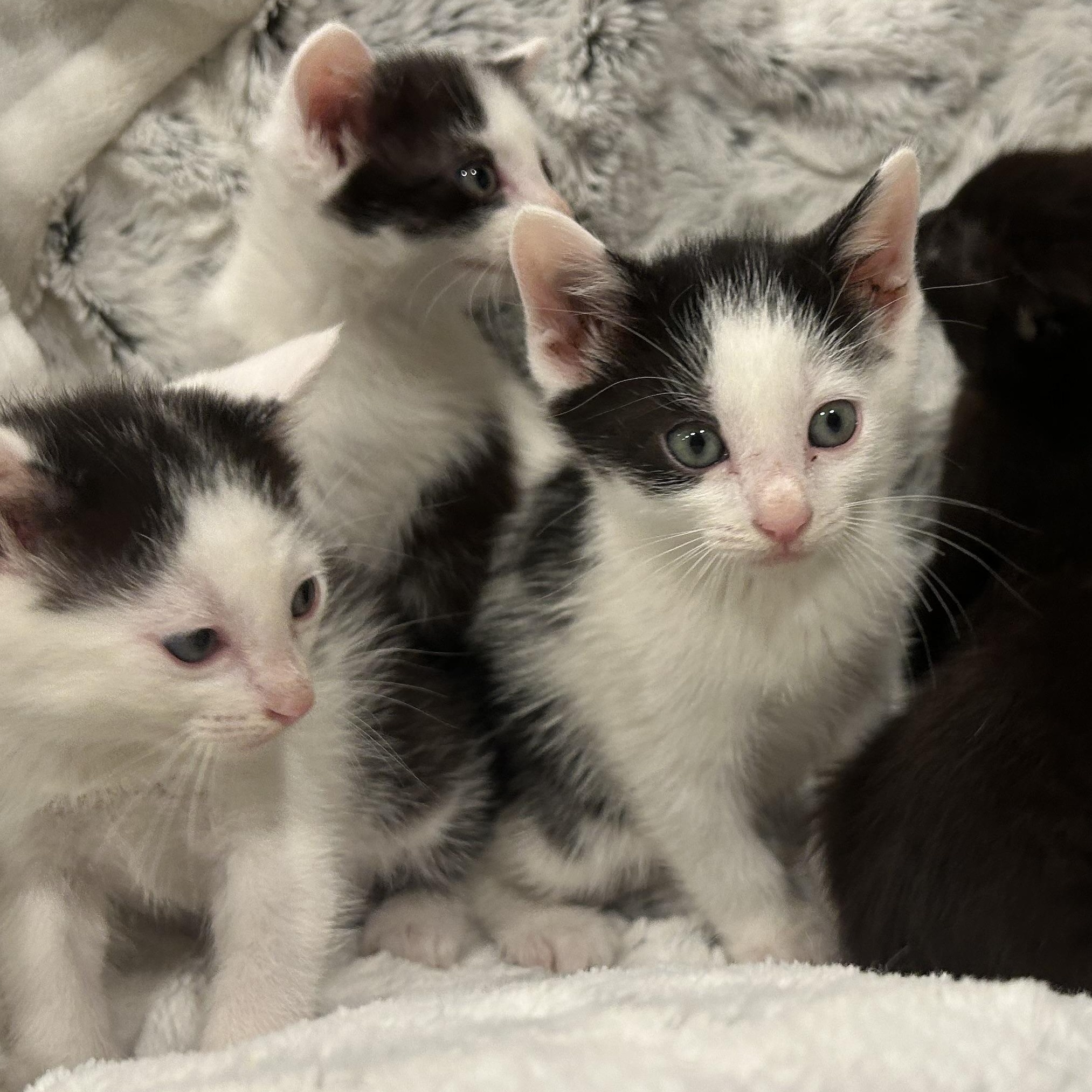 Enlarge Toulouse, a ADOPTABLE American Shorthair in Lilburn, GA image 3/4
