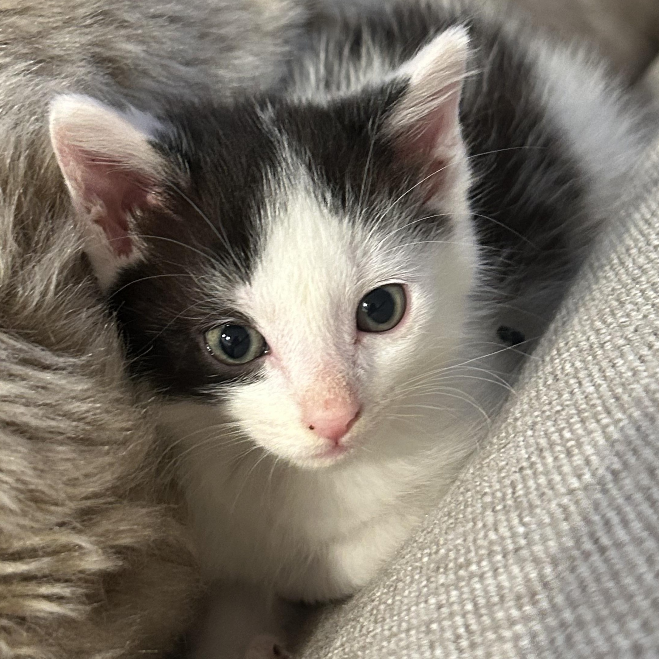 Enlarge Toulouse, a ADOPTABLE American Shorthair in Lilburn, GA image 2/4