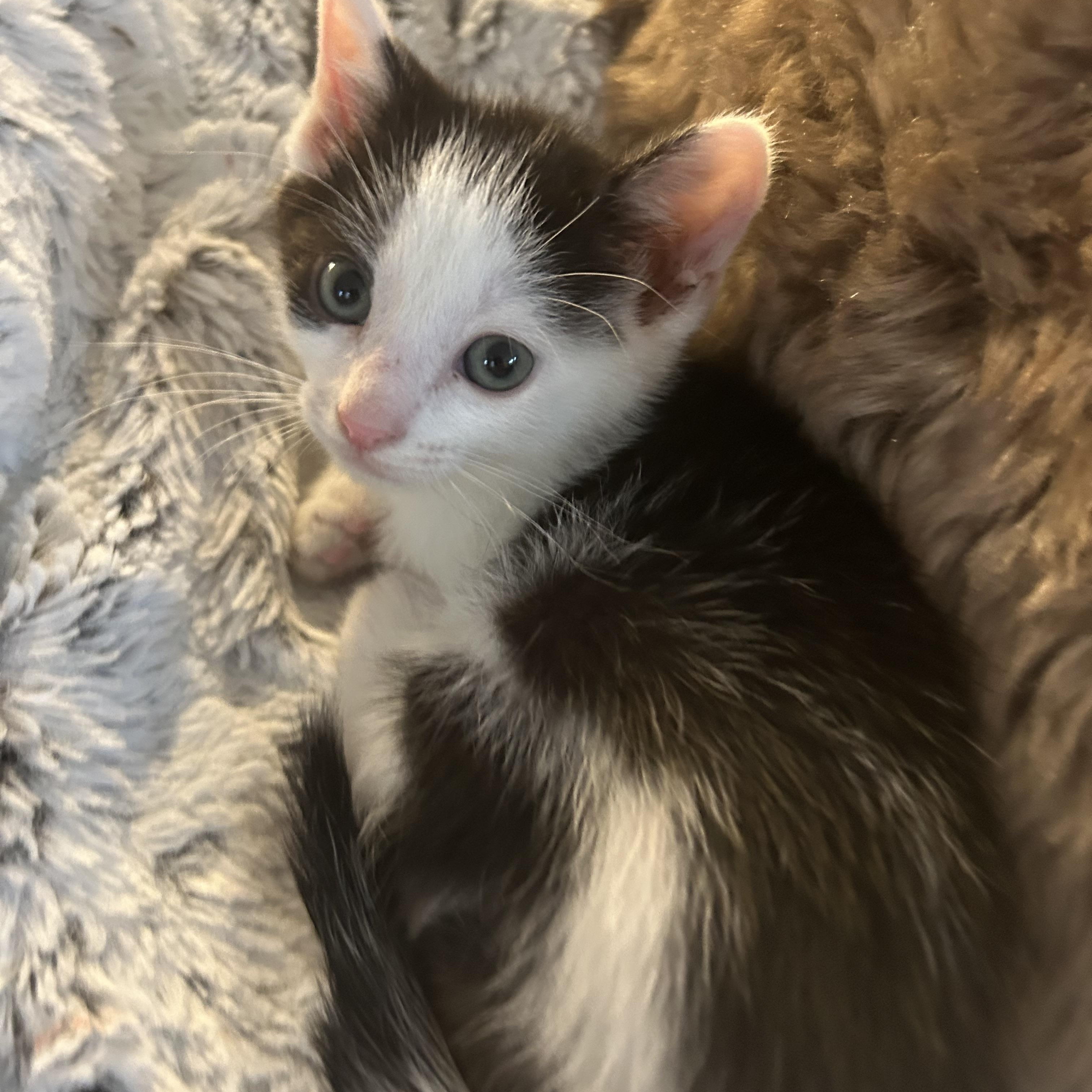 Enlarge Toulouse, a ADOPTABLE American Shorthair in Lilburn, GA image 1/4