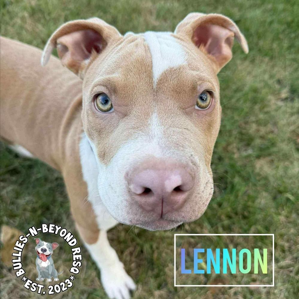 Litter of 6: Lennon, Adoptable, Puppy Female Staffordshire Bull Terrier.