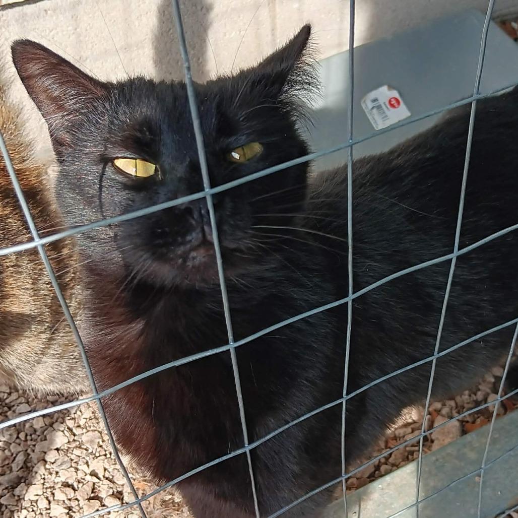 Dean, Adoptable, Adult Female Domestic Short Hair.