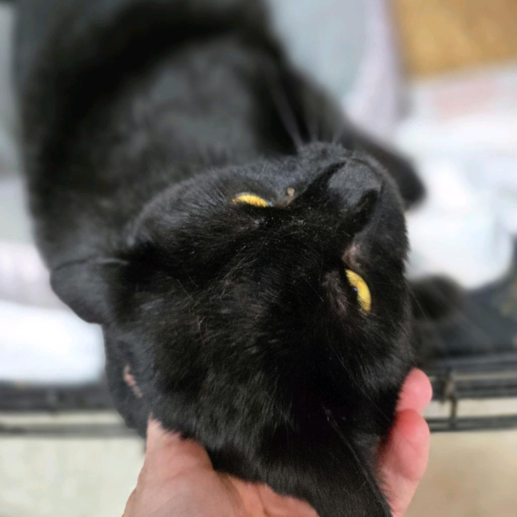 Enlarge Dean, a Adoptable Domestic Short Hair in Branson, MO image 2/4