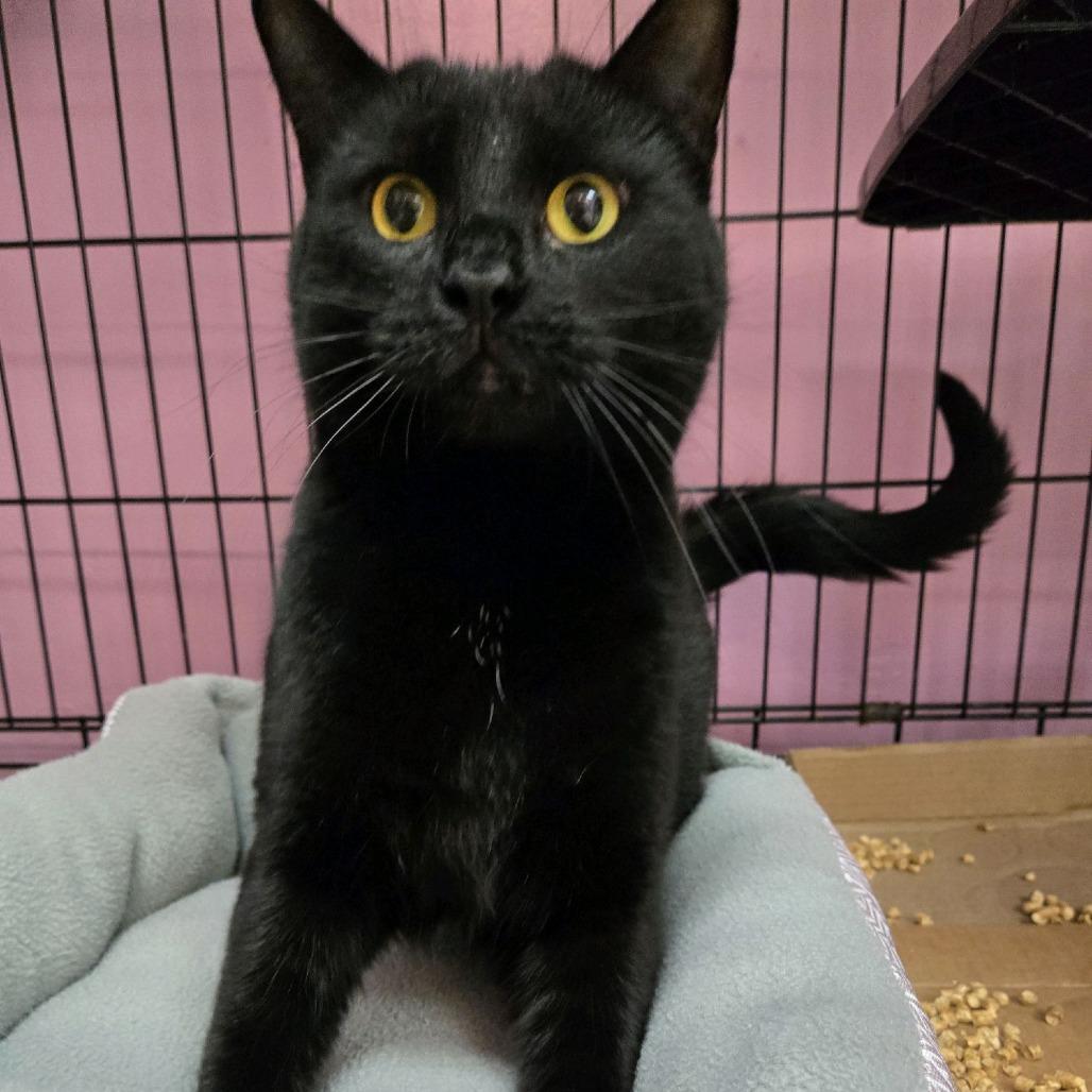 Enlarge Dean, a Adoptable Domestic Short Hair in Branson, MO image 3/4