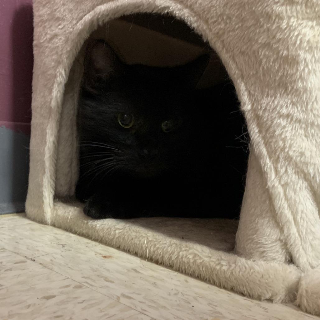 Enlarge Dean, a Adoptable Domestic Short Hair in Branson, MO image 4/4
