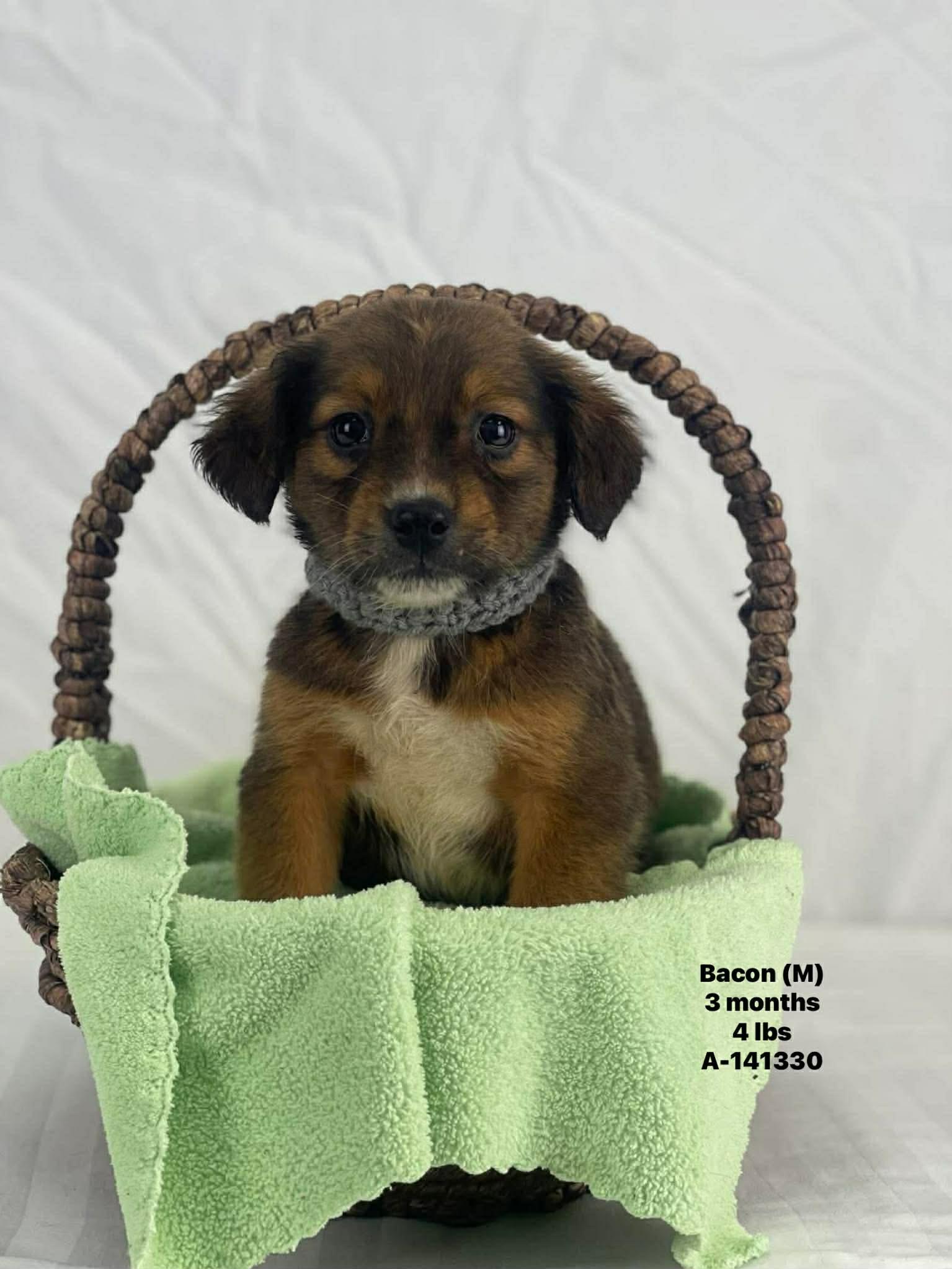 Bacon the mixed breed puppy, Adoptable, Puppy Male Chihuahua & Australian Shepherd.