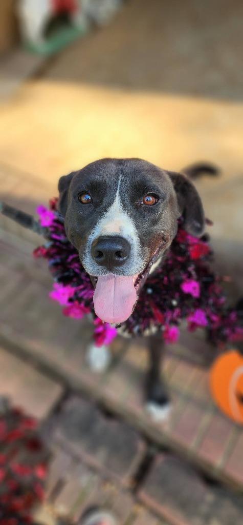 Carrie, Adoptable, Young Female Mixed Breed.