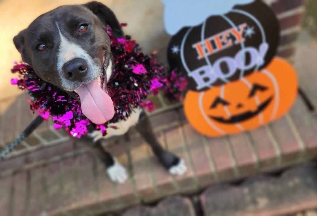 Carrie, a Adoptable mixed breed in Fond Du Lac, WI image 2/5