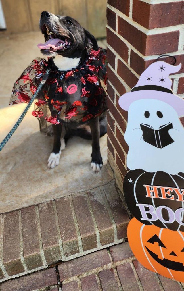 Carrie, a Adoptable mixed breed in Fond Du Lac, WI image 3/5