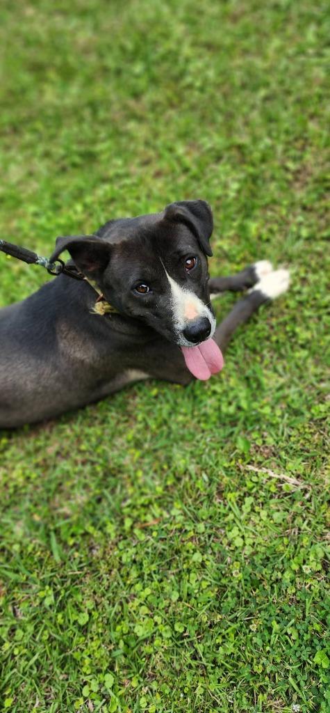 Carrie, a Adoptable mixed breed in Fond Du Lac, WI image 4/5