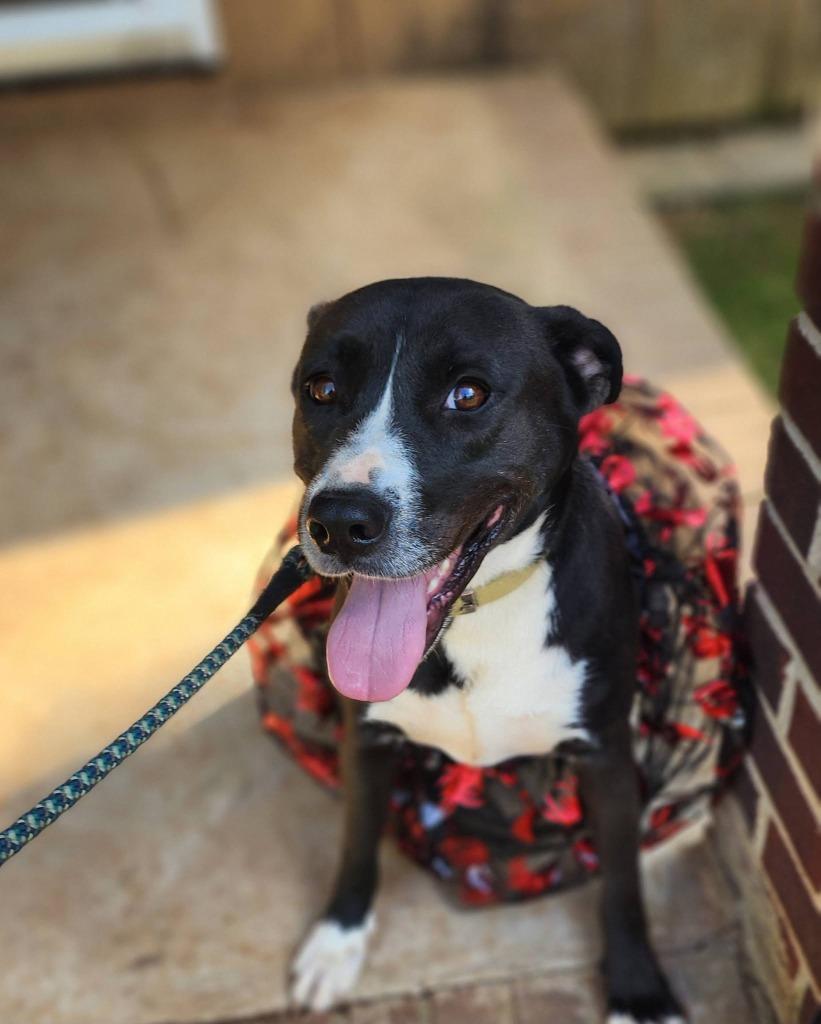 Carrie, a Adoptable mixed breed in Fond Du Lac, WI image 5/5
