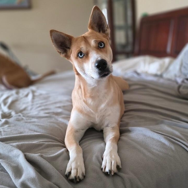 Darling Delilah the blue eyed beauty — thumbnail 2