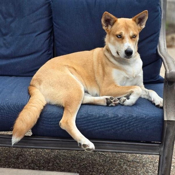 Darling Delilah the blue eyed beauty — thumbnail 5