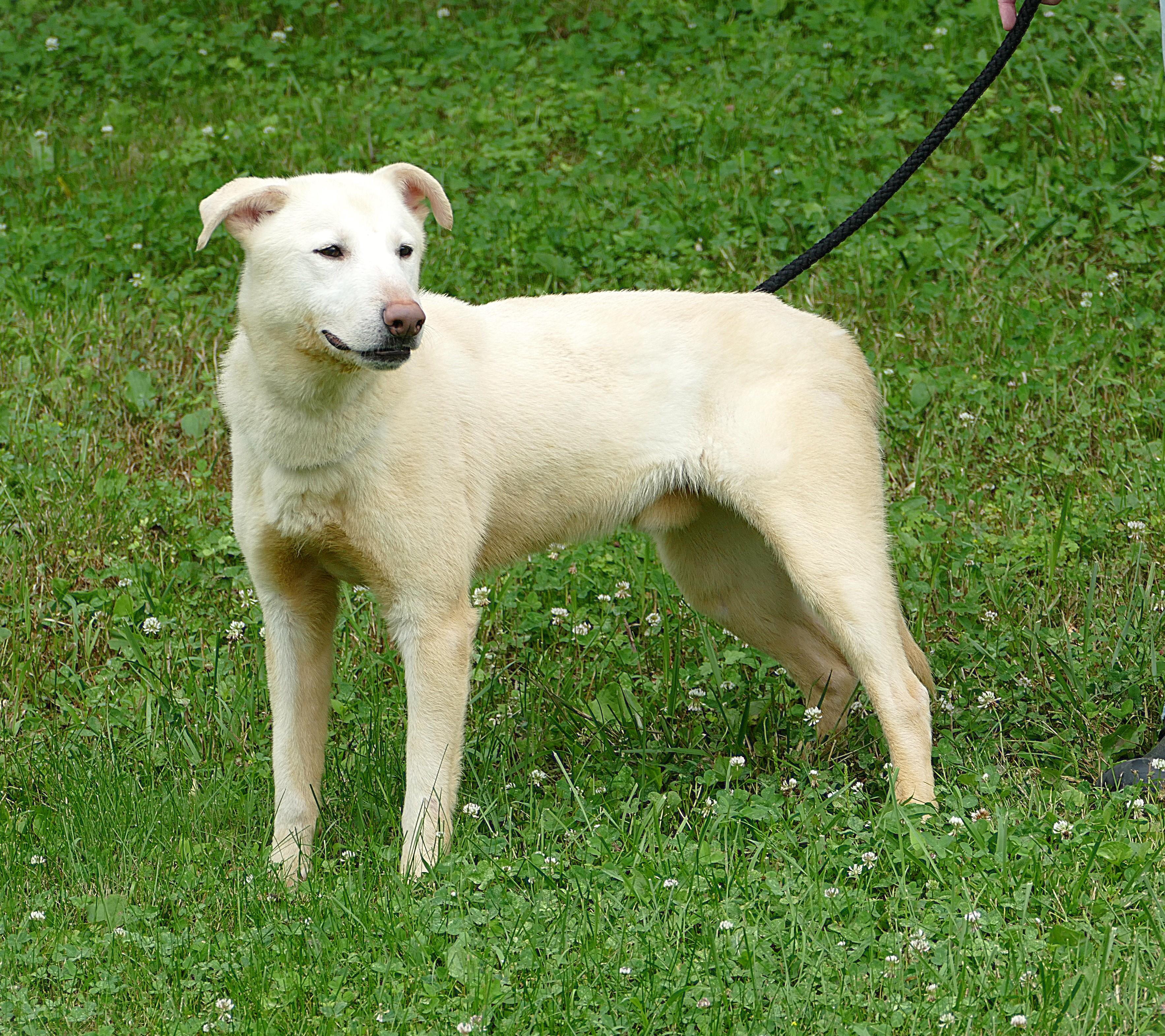 GLACIER, a ADOPTABLE mixed breed in Beechbottom, WV image 2/4