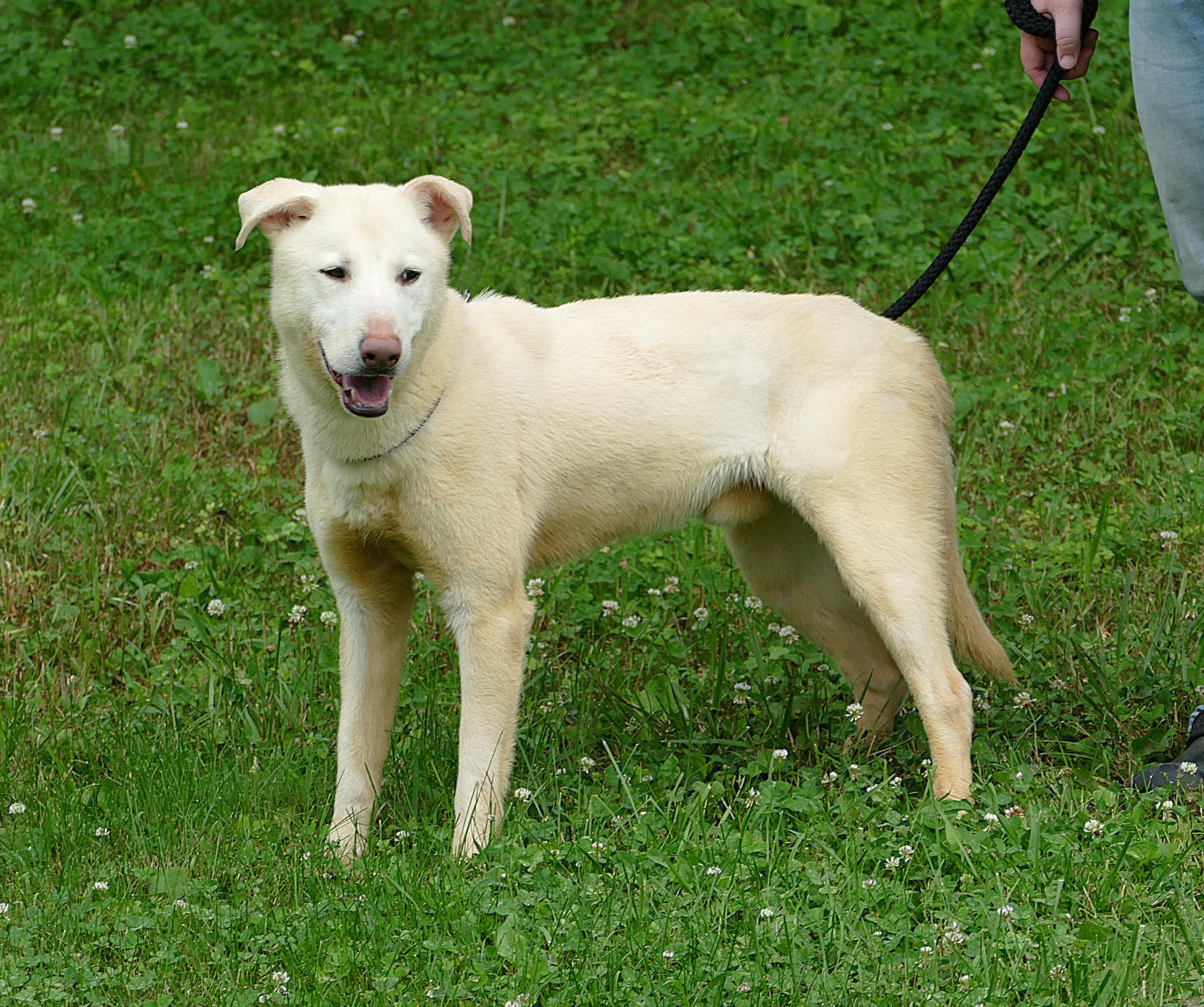 GLACIER, a ADOPTABLE mixed breed in Beechbottom, WV image 1/4