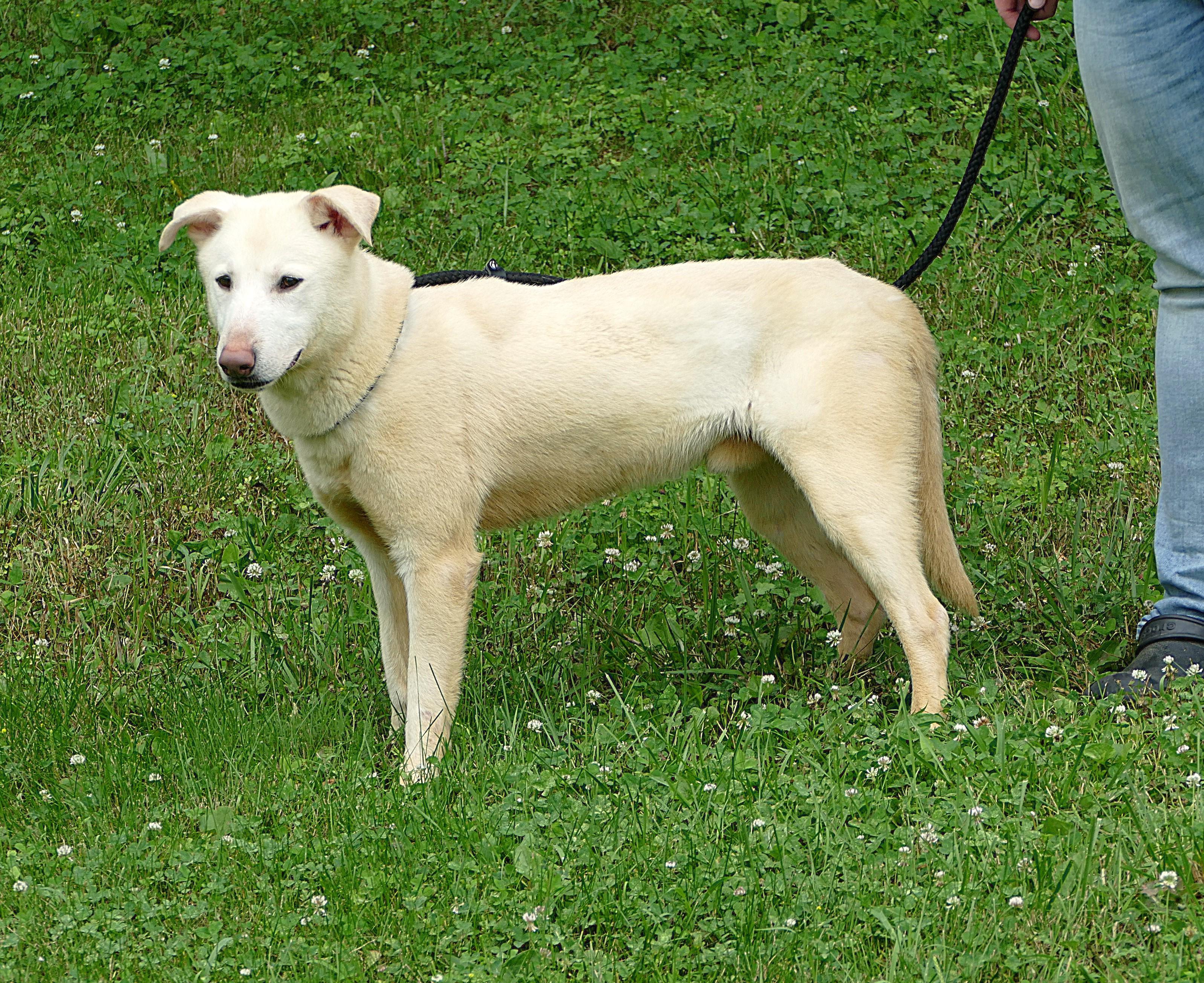 GLACIER, a ADOPTABLE mixed breed in Beechbottom, WV image 4/4