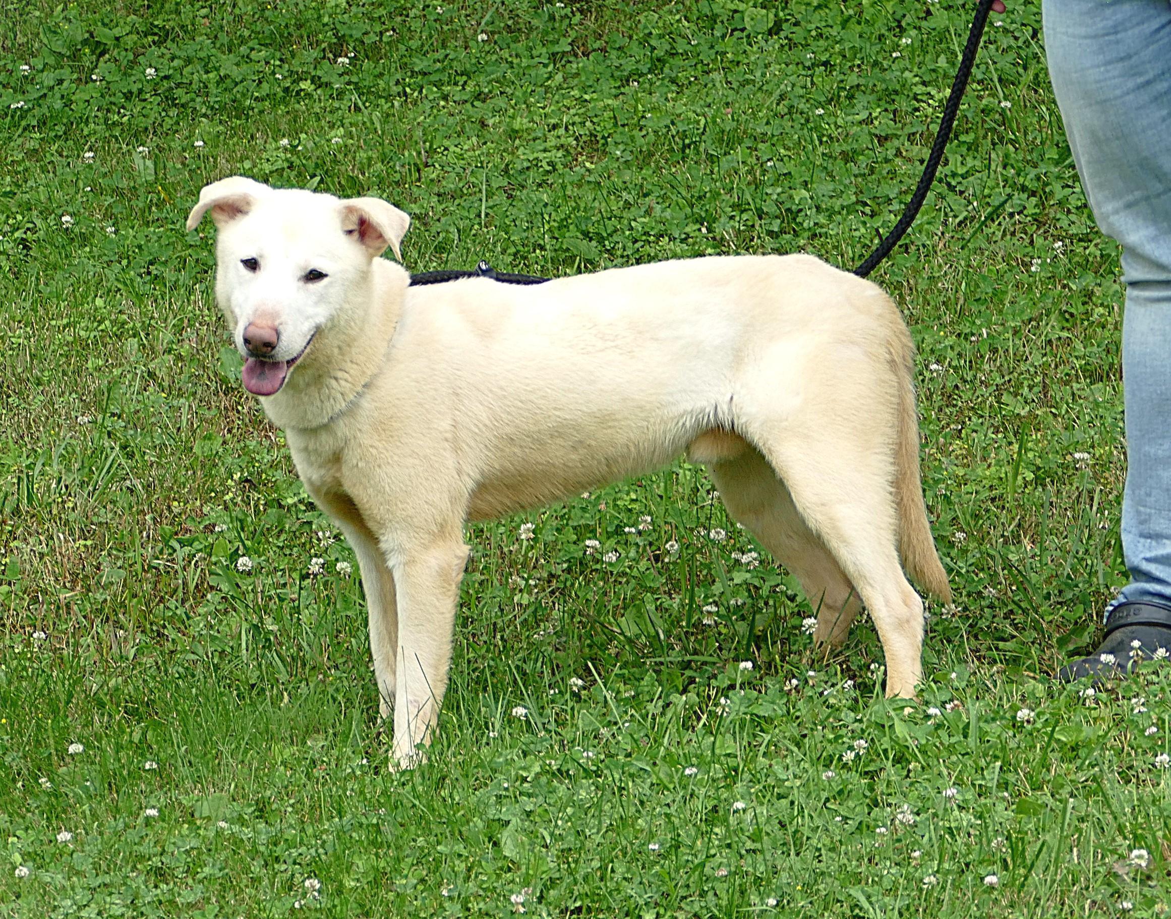 GLACIER, a ADOPTABLE mixed breed in Beechbottom, WV image 3/4
