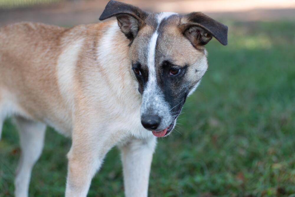 Mystique — thumbnail 2