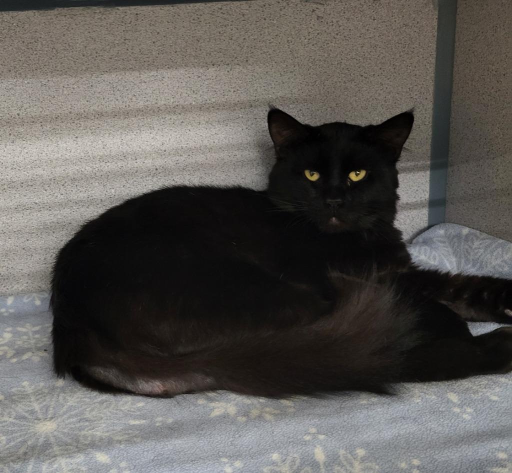 Zypher, Adopted, Adult Male Domestic Medium Hair.