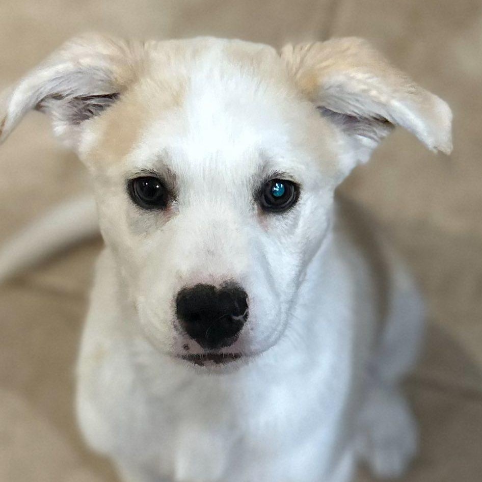 Jake, ADOPTABLE, Puppy Male Shepherd.