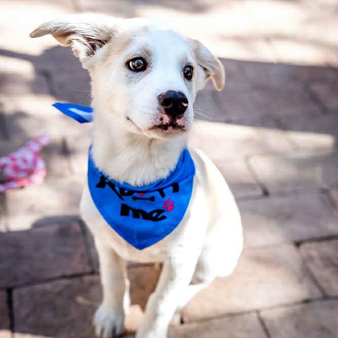 Enlarge Jake is in Seattle!, a ADOPTABLE mixed breed in Redmond, WA image 2/6