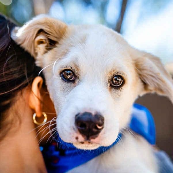 Jake is in Seattle!, ADOPTABLE, Puppy Male Shepherd.