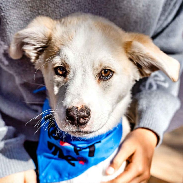 Jake, ADOPTABLE, Puppy Male Shepherd.