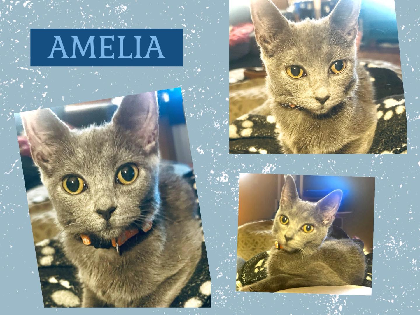 Amelia, ADOPTABLE, Young Female Domestic Short Hair.
