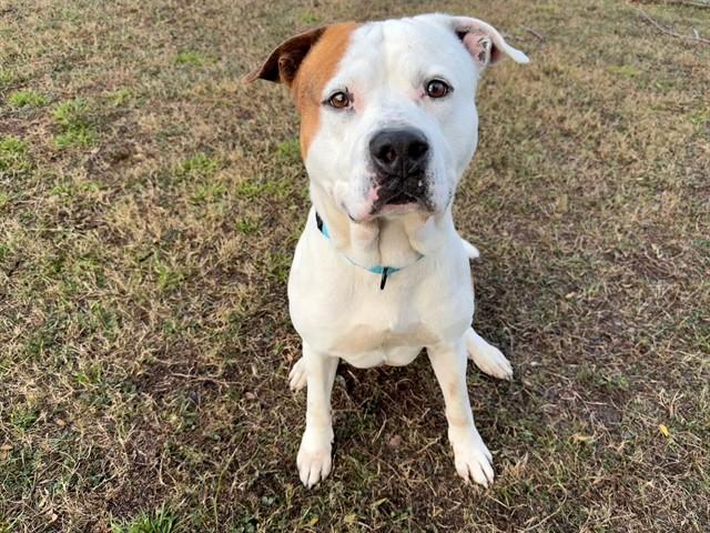 JAKE, Adoptable, Adult Male Staffordshire Bull Terrier.