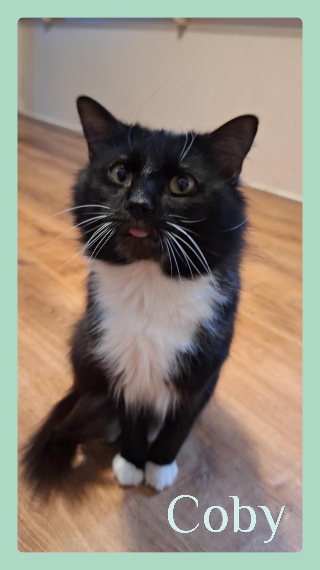 COBY, adopted, Young Male Tuxedo.