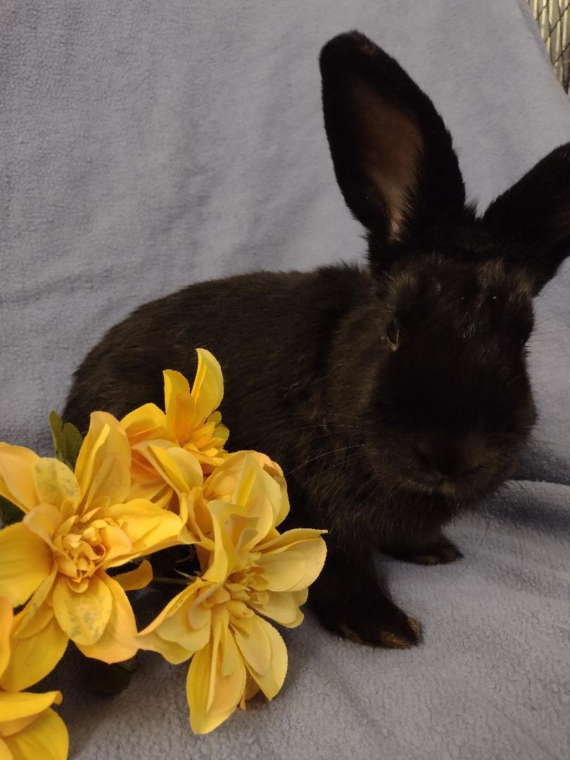 Enlarge Chloe Su, a Adopted Lionhead in Plymouth, MI image 1/3